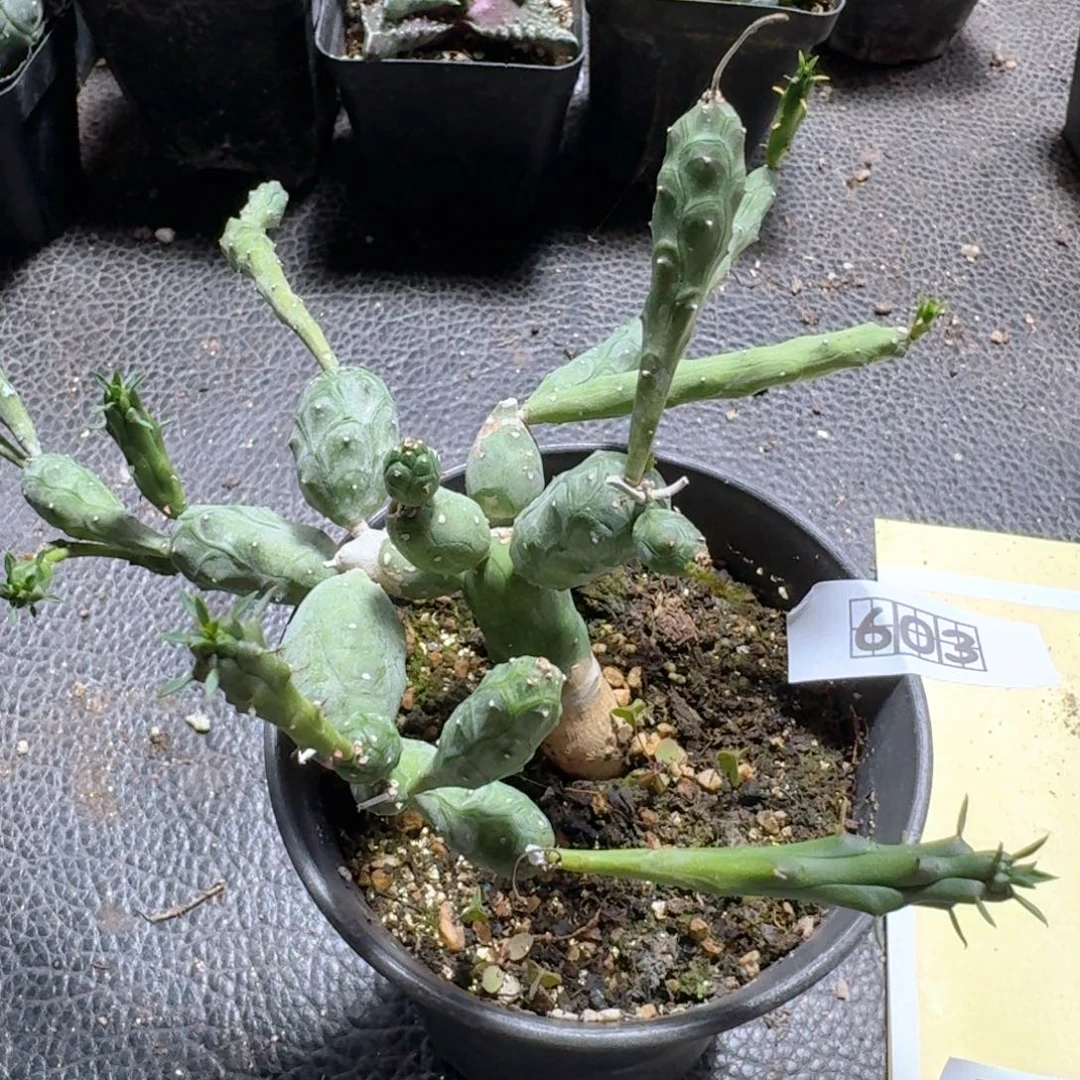 603鱼鳞宝大戟脱土发货