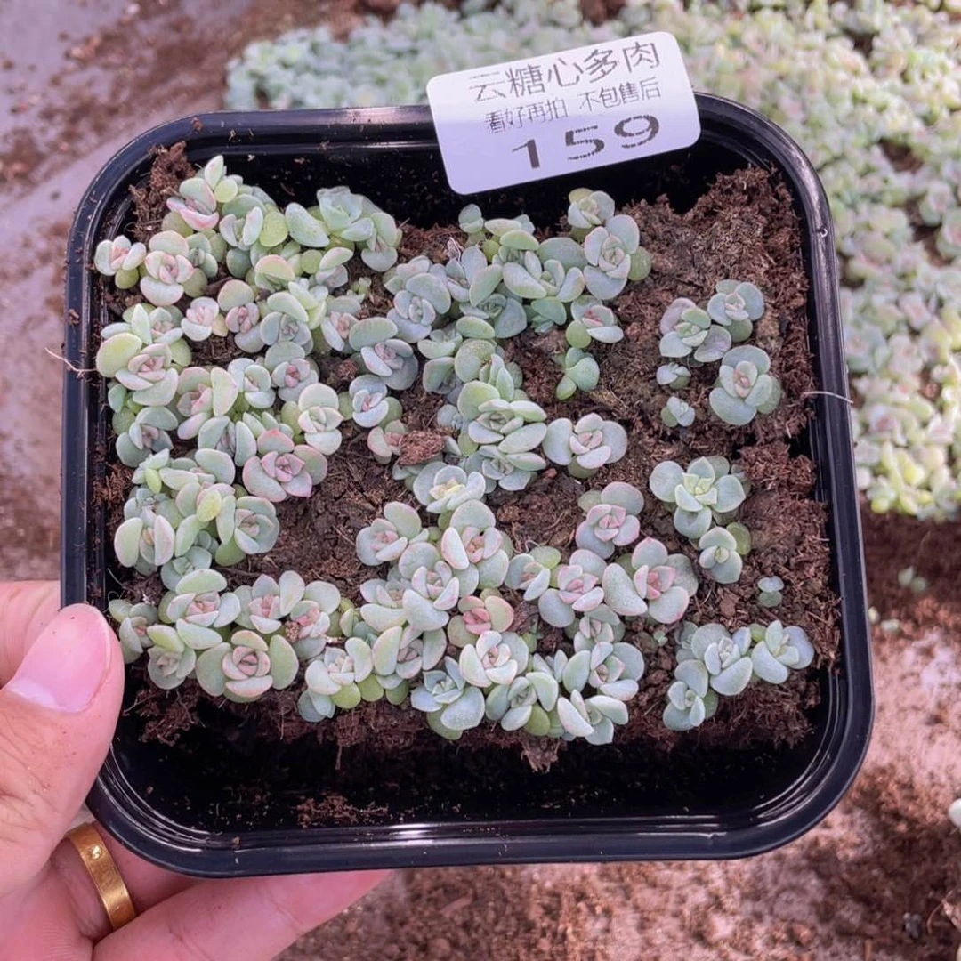 云糖心多肉植物159
