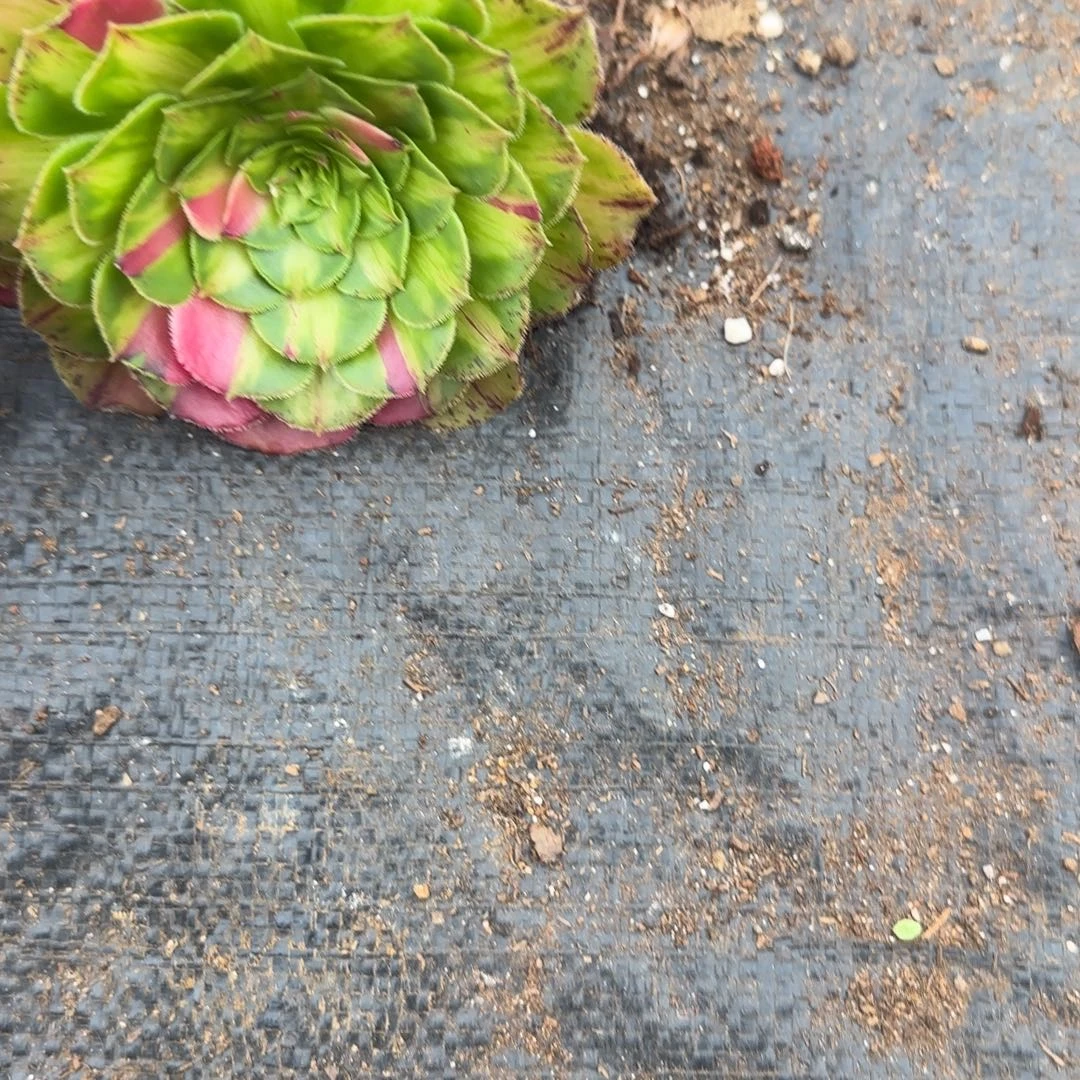 面***容加一个知否多肉植物529