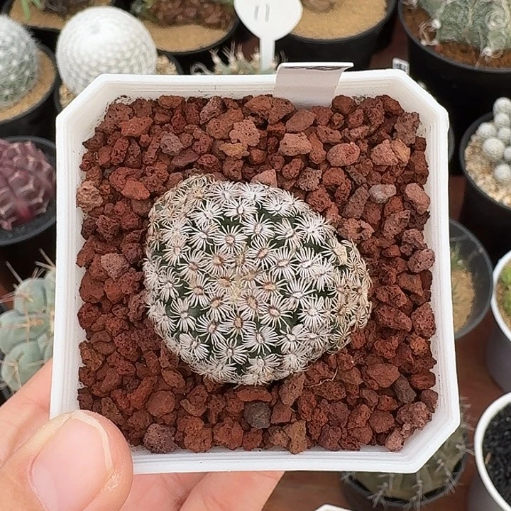 018号克氏丸仙人球122