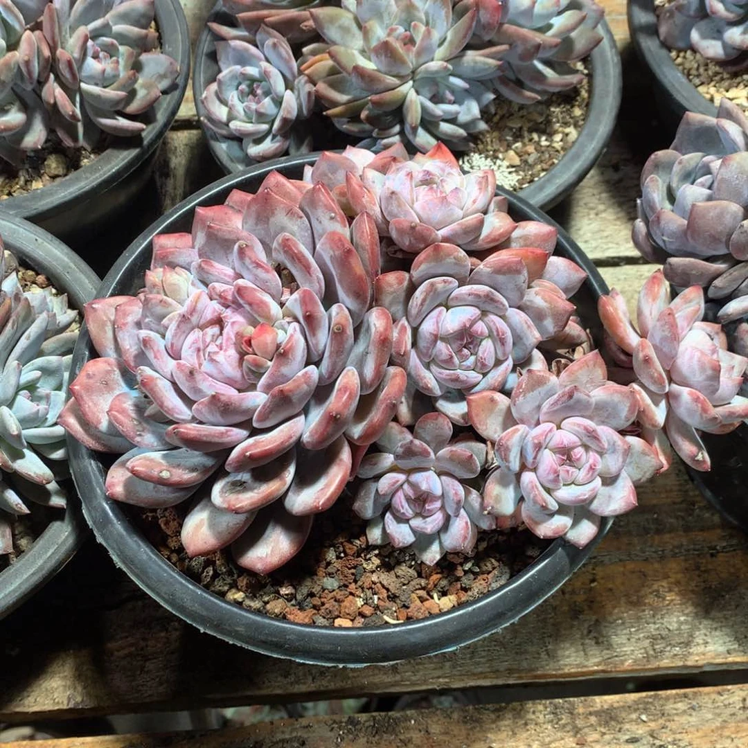 暖阳亦发光哈哈哈哈哈哈