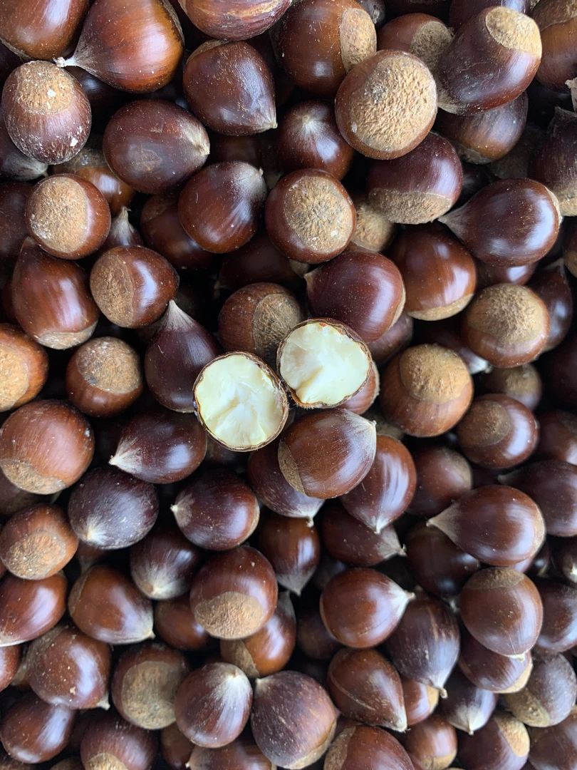 恩施高山野生新鲜锥栗当季应季圆板栗