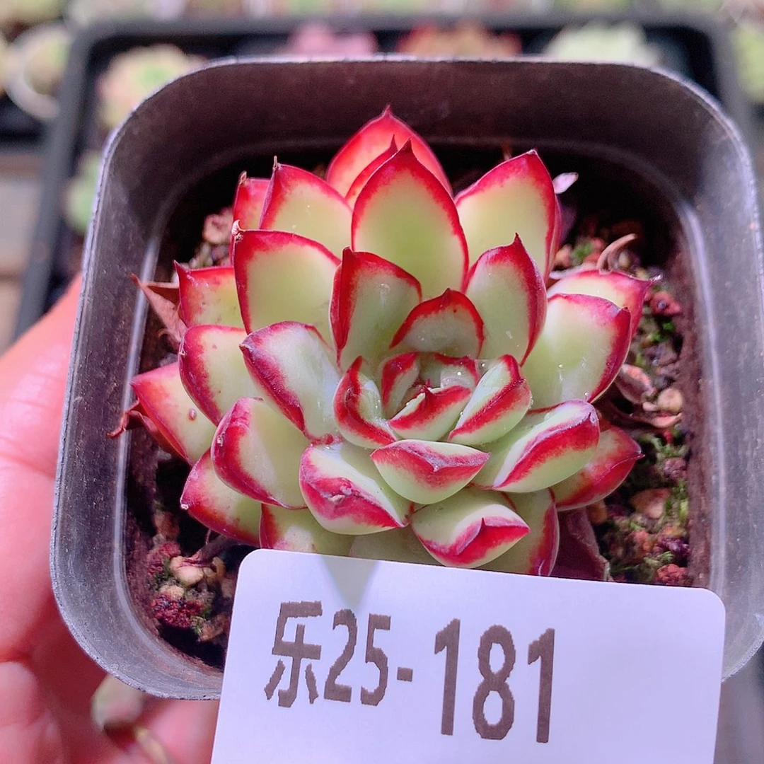 乐然25-181 原始林隐