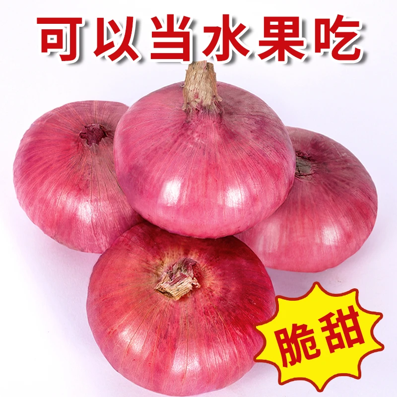 新鲜现挖紫皮水果洋葱可生吃脆甜扁洋葱圆葱头蔬菜