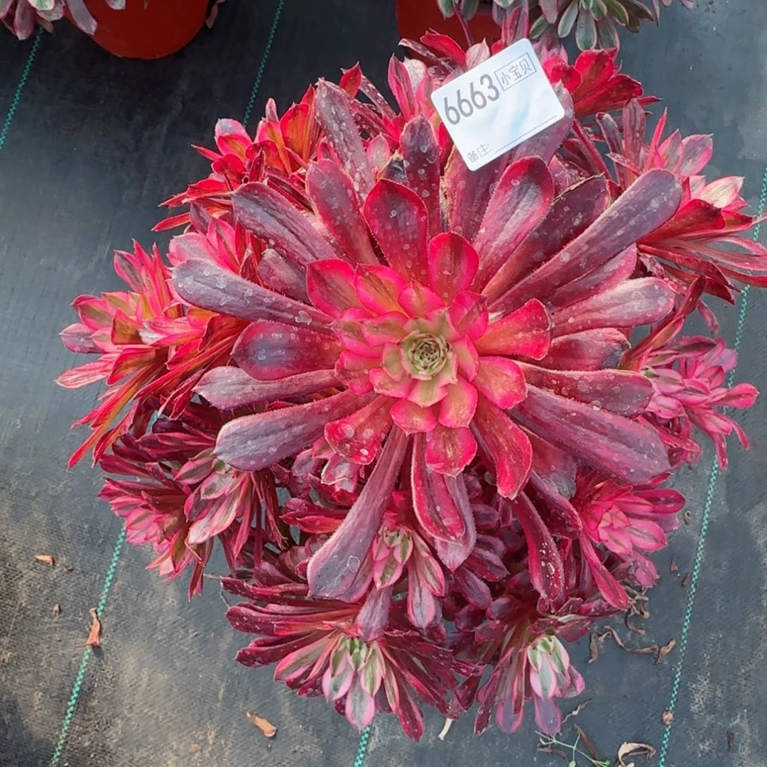 梦**界6663黑铜多肉多肉