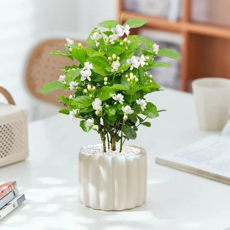 茉莉花盆栽四季开花室内外阳台浓香型花卉绿植四季常青好养懒人花