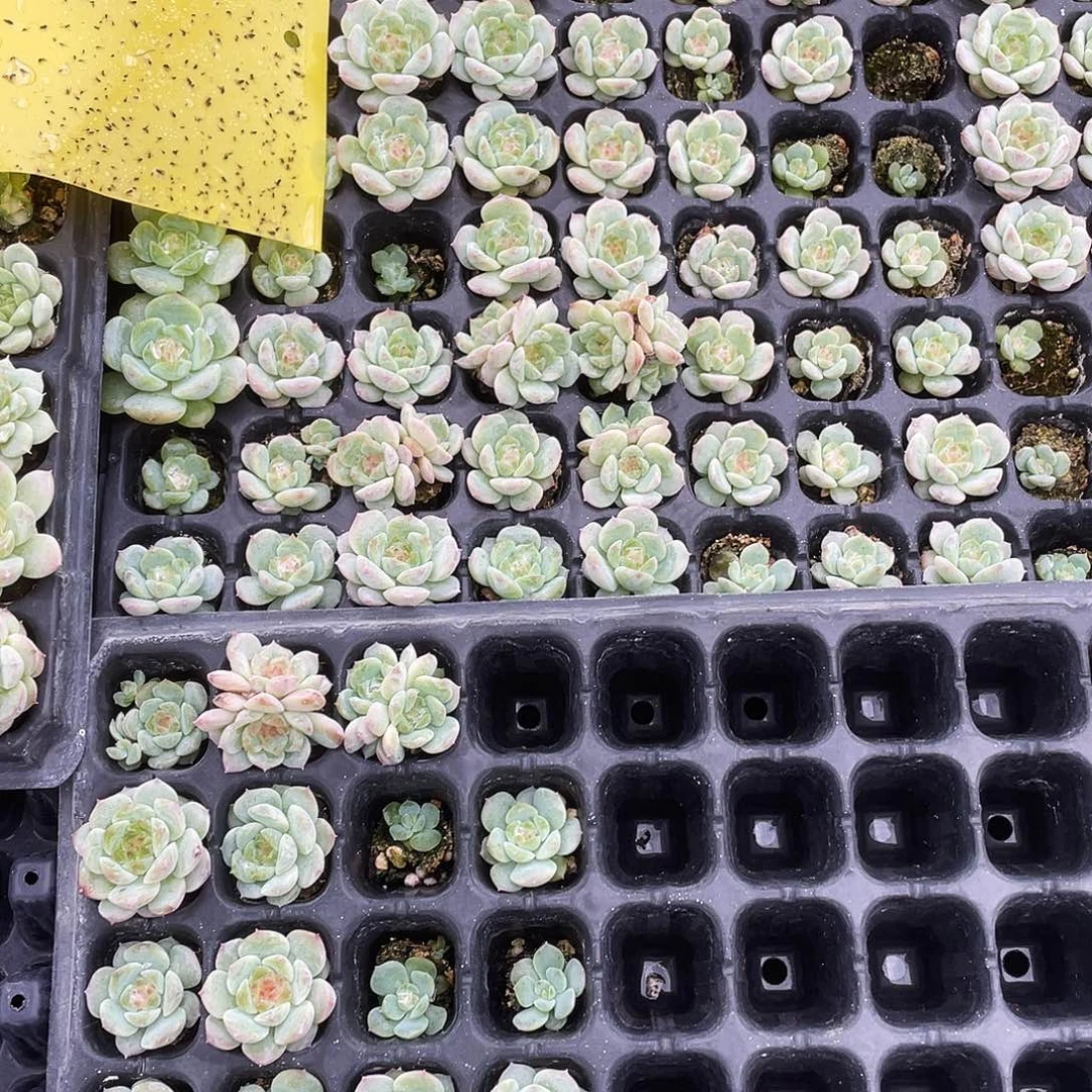 49 号糖心穴一个满25包邮