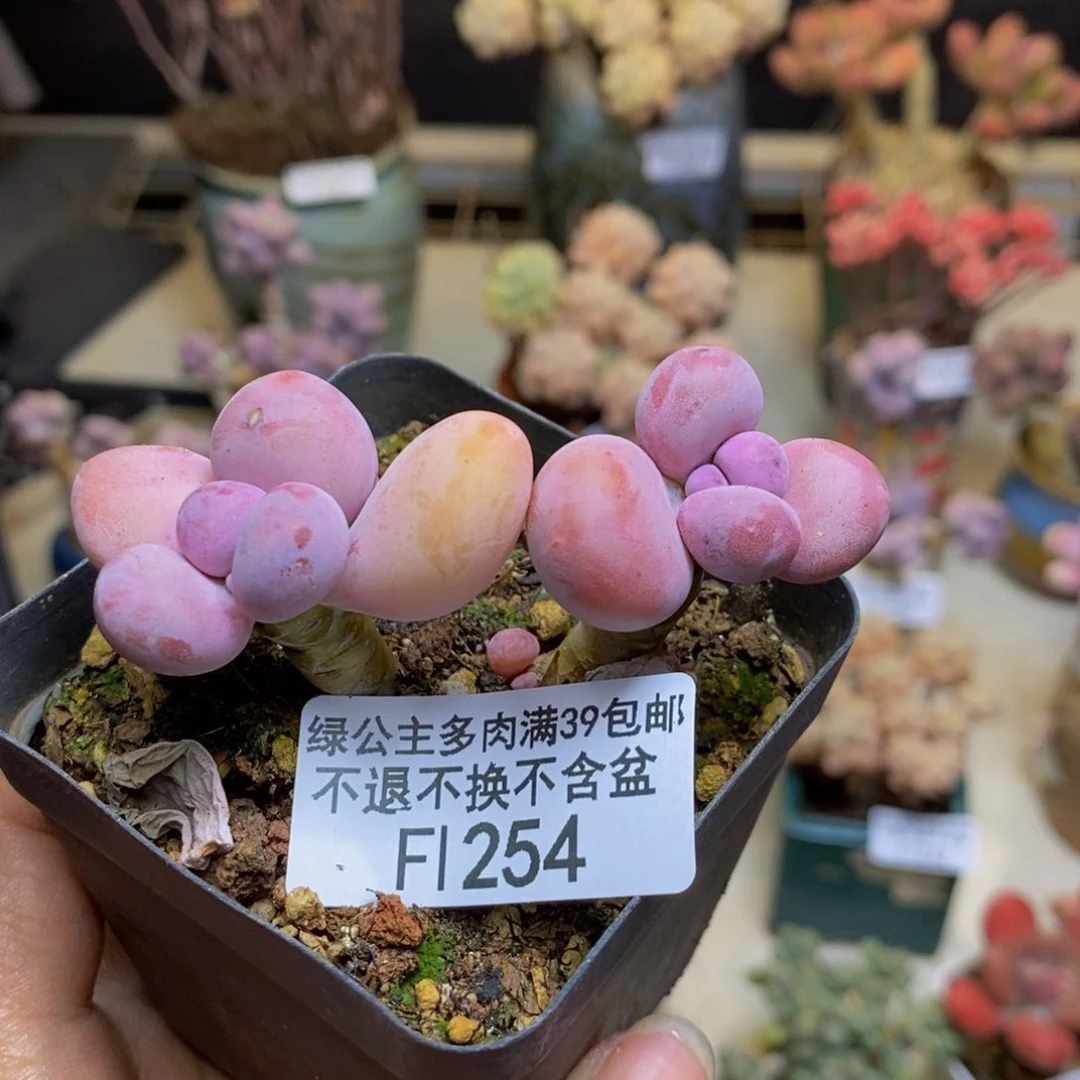 254蛋黄奶多肉3c m