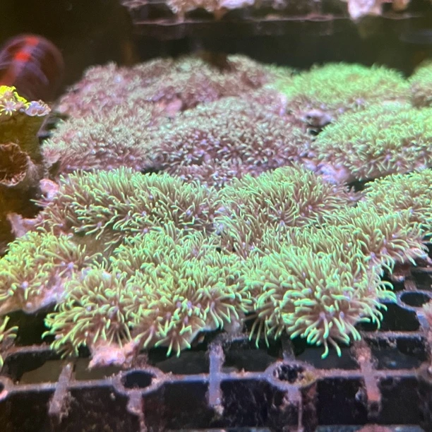 长须草皮海水水草海缸