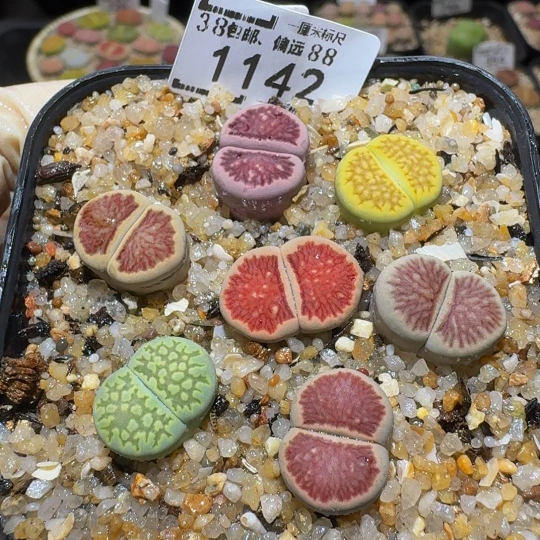 Ssss精品生石花1142