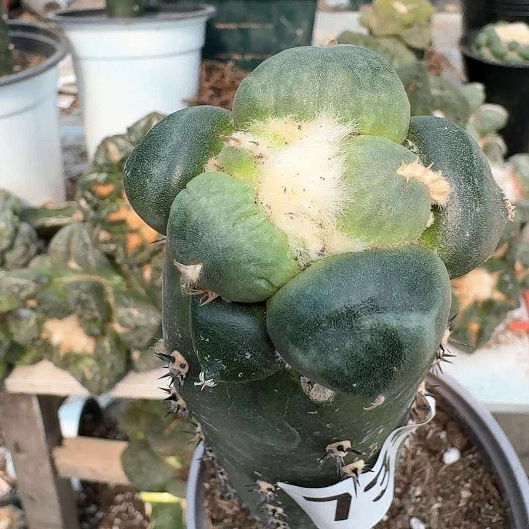 【闪购商品】无花朵彤*爸蛋尤739