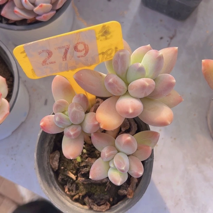 健健康康平平安安