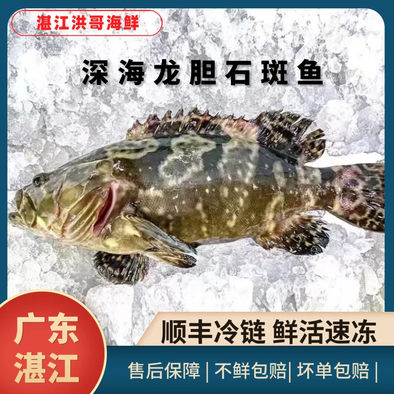 【2条大龙胆石斑+8条白面鱼】湛江生鲜深海龙胆石斑鱼新鲜活鱼