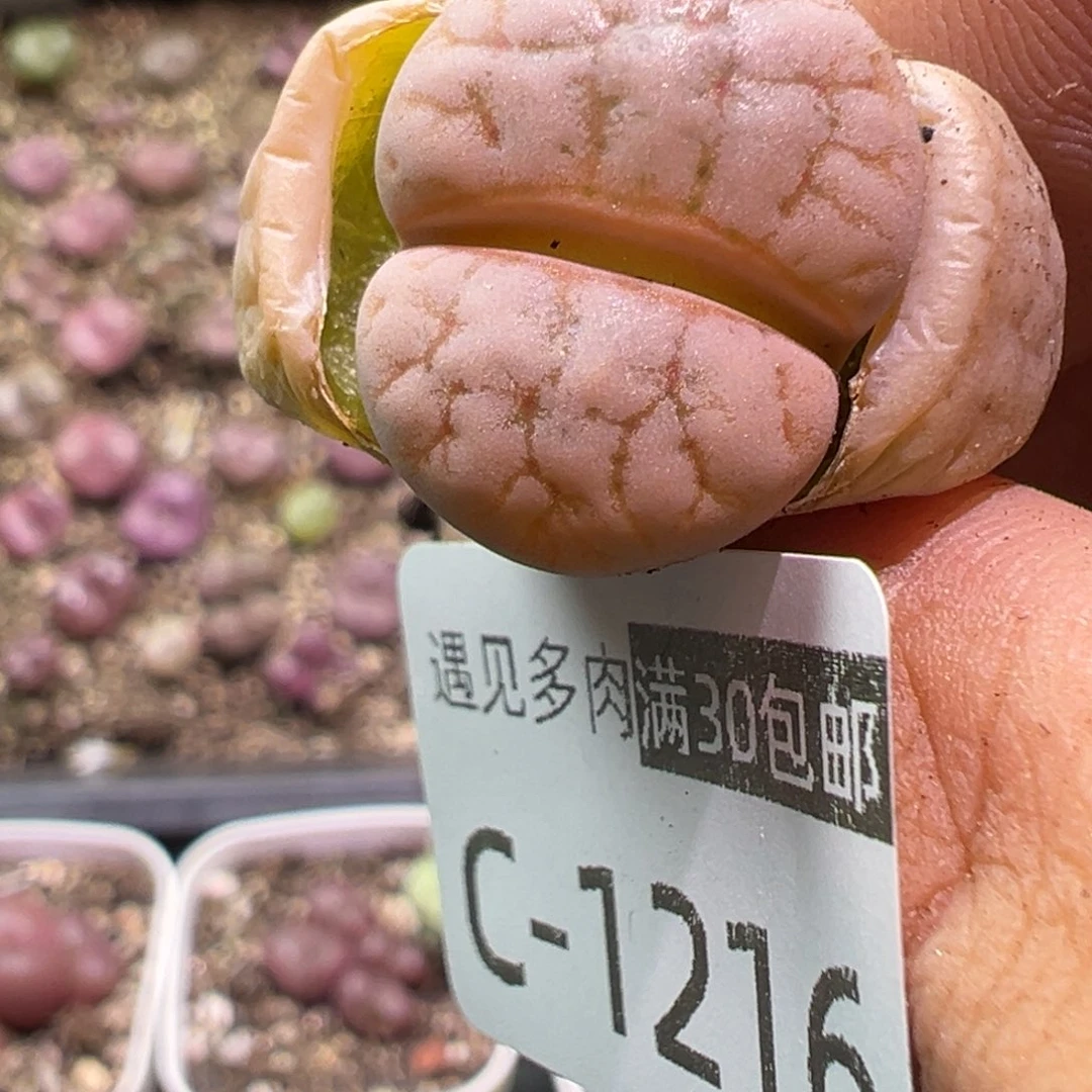 多肉植物111111111111111