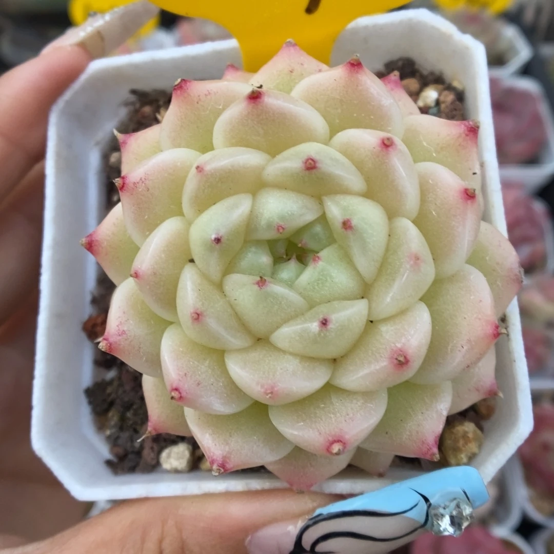 珠光麦秆可拍331号。