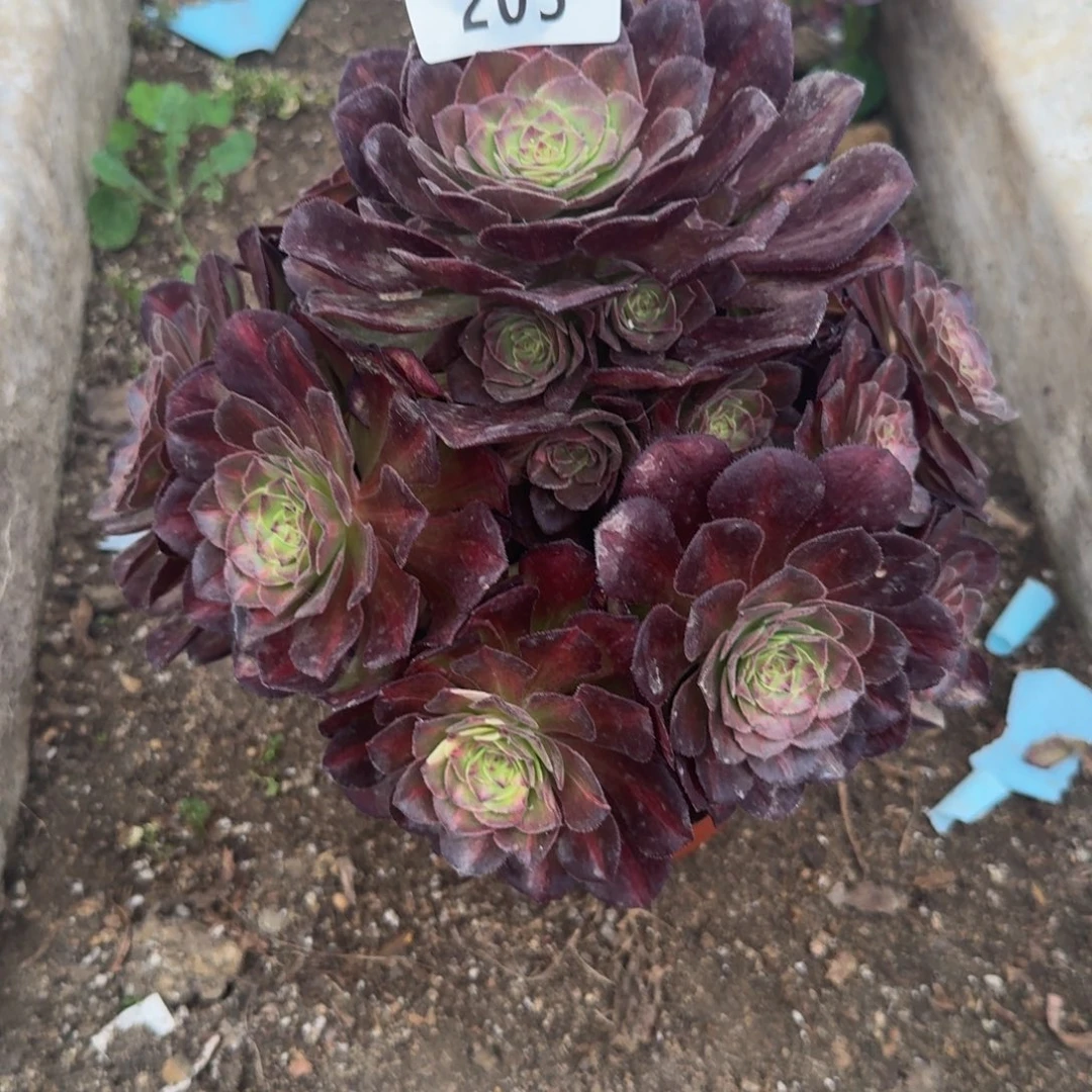 203海王七彩。多肉植物