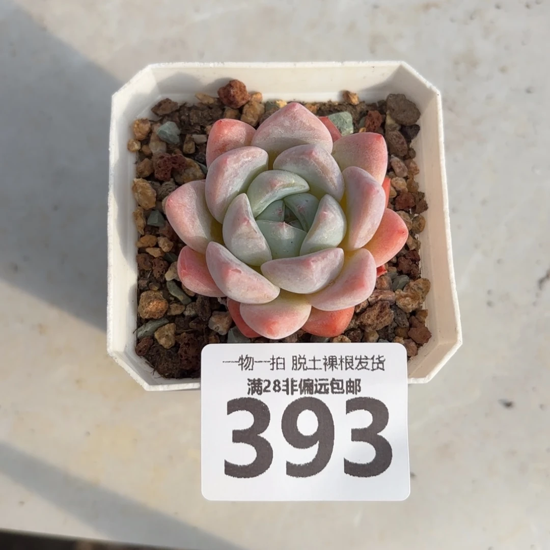 冰糕单头无盆土发货