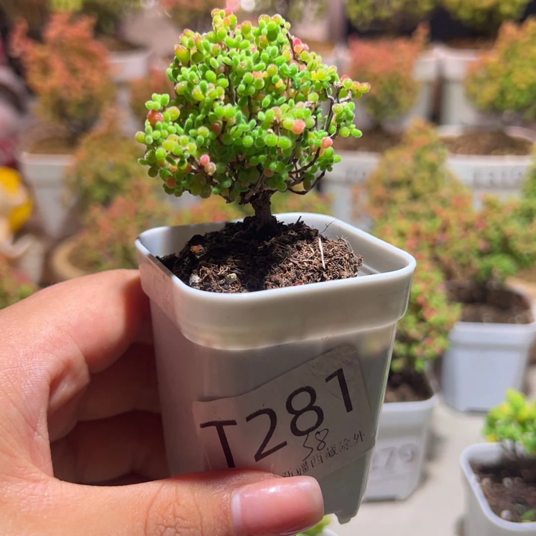281蜜橘带土发货一物一拍