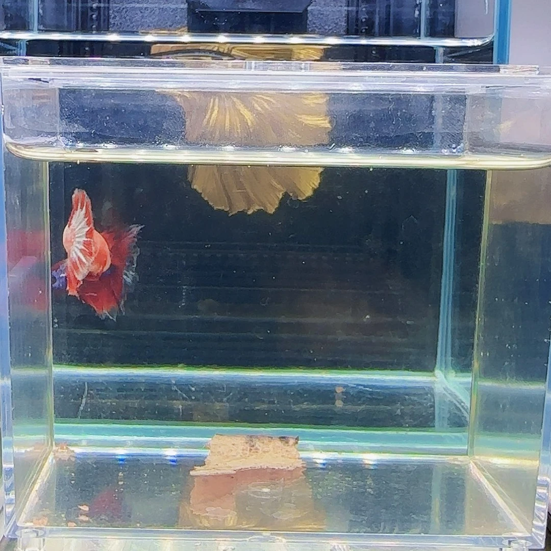 斗鱼活体活观赏鱼好养耐活