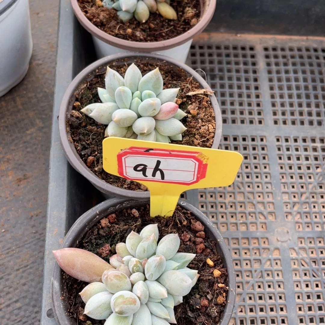 q****g姐姐说要不就是个