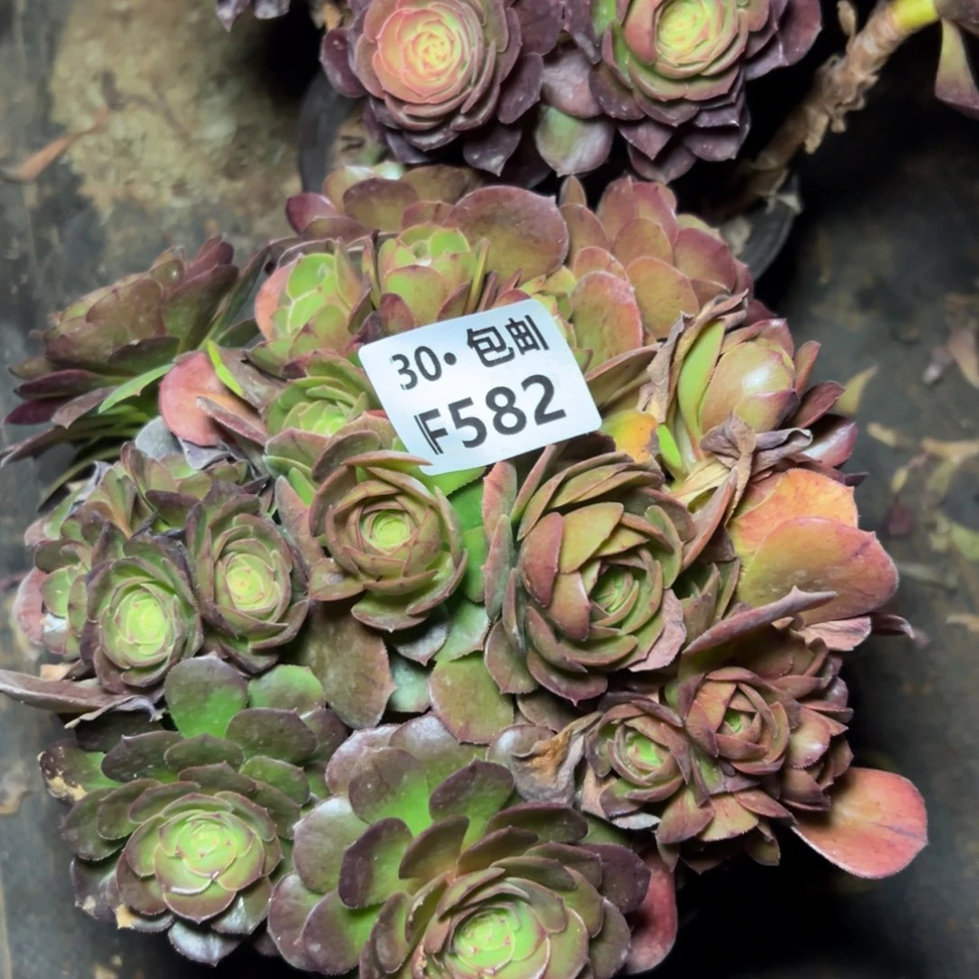 582沙拉碗，满20包邮