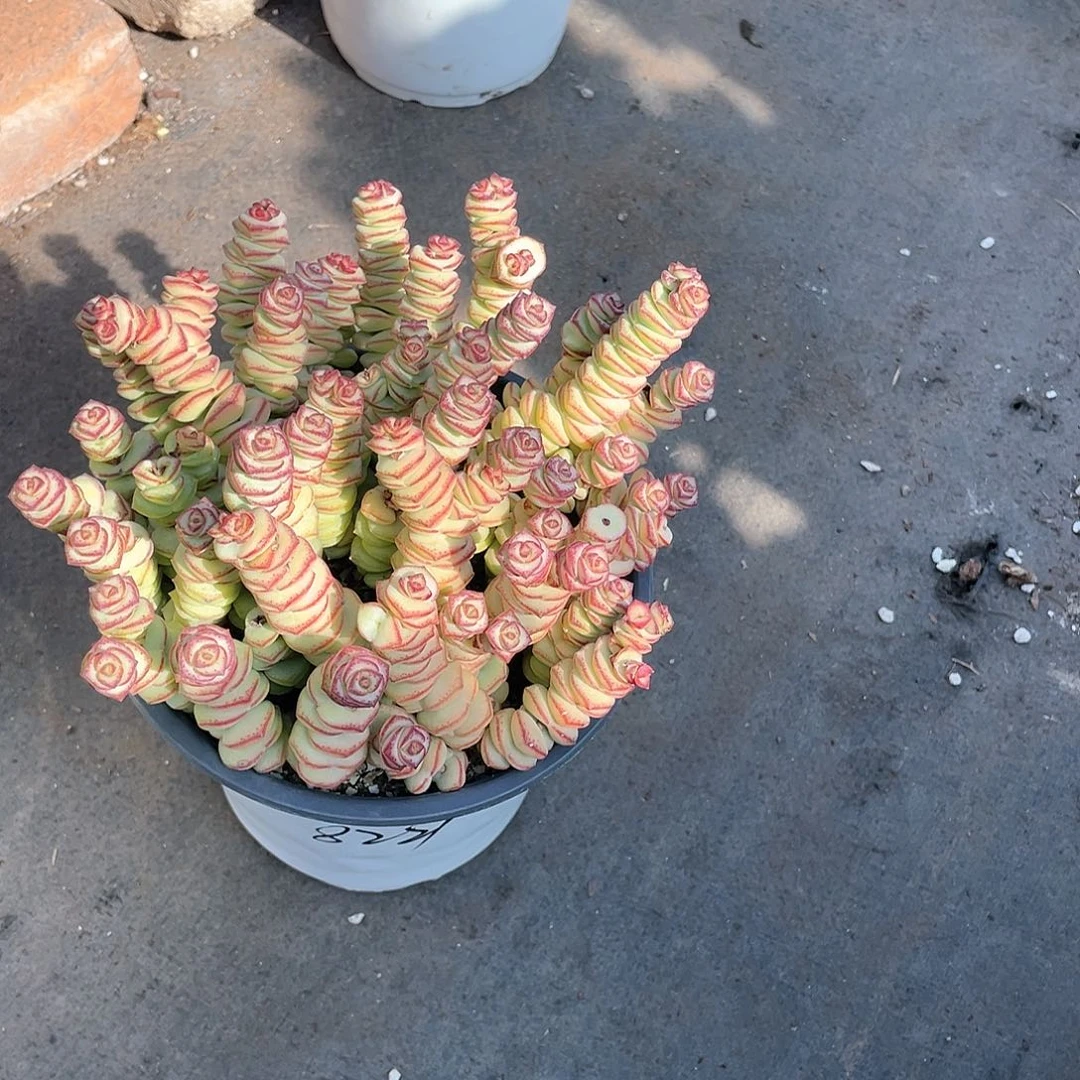 一**梦超大钱串带盆发货