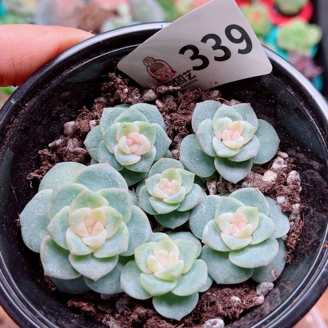多肉植物多肉植物
