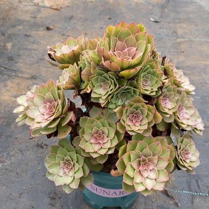 桃花石多肉植物004