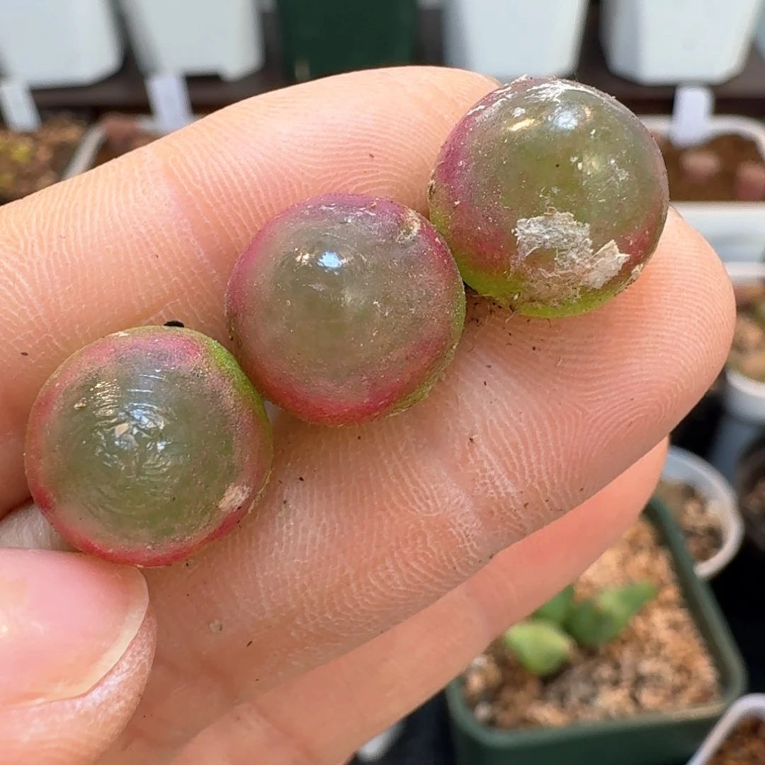 578灯泡三颗尺寸1.3左右