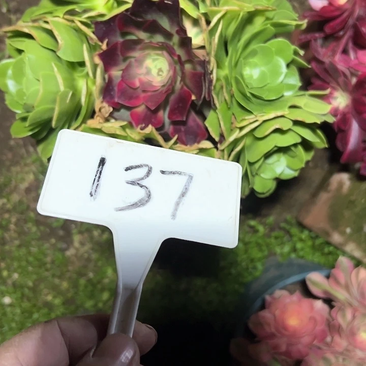 多肉植物绿羊绒法师