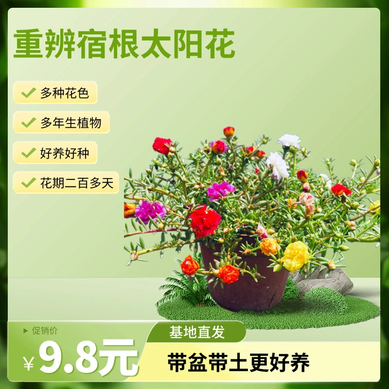 重瓣混色太阳花苗带花苞四季开花好养活阳台耐热绿植花卉盆栽