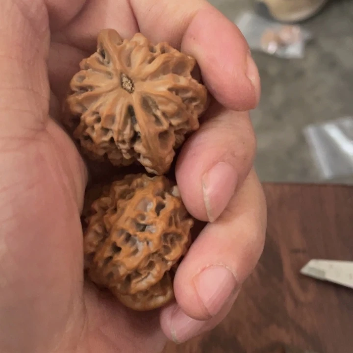 核桃手串/手链秦岭南侧和东北北部部分