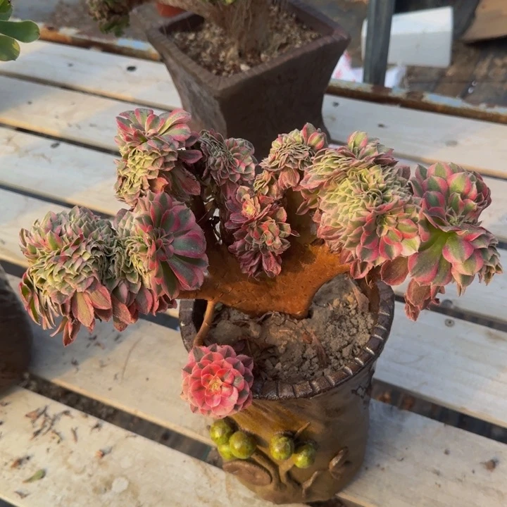 倾城特特特特特痛1156