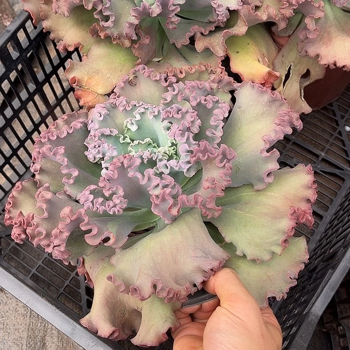 女王花丽9.99多肉植物