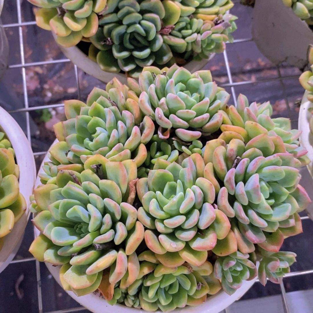 芬达整桩整群手捧