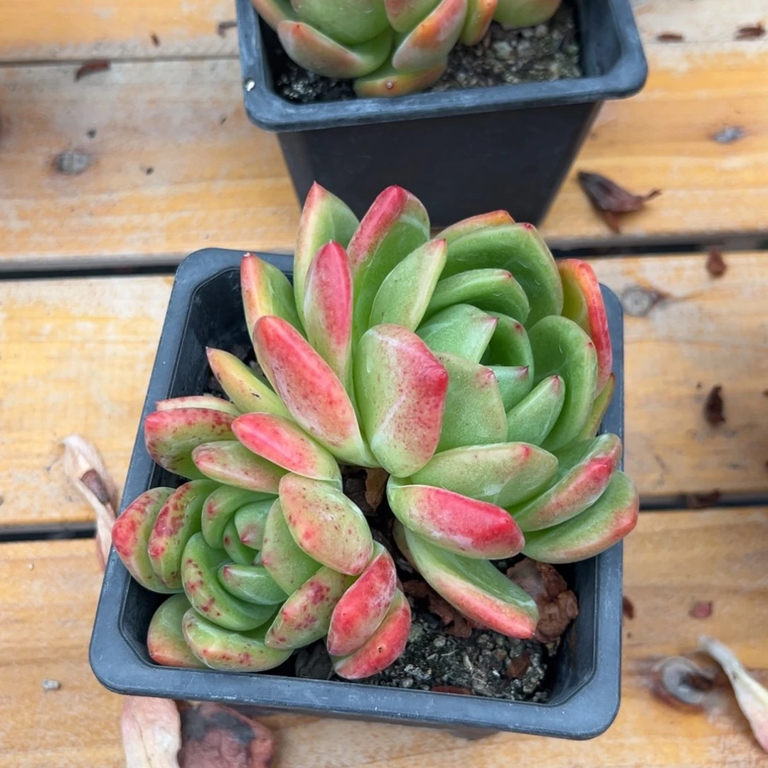 多肉植物双头黄石
