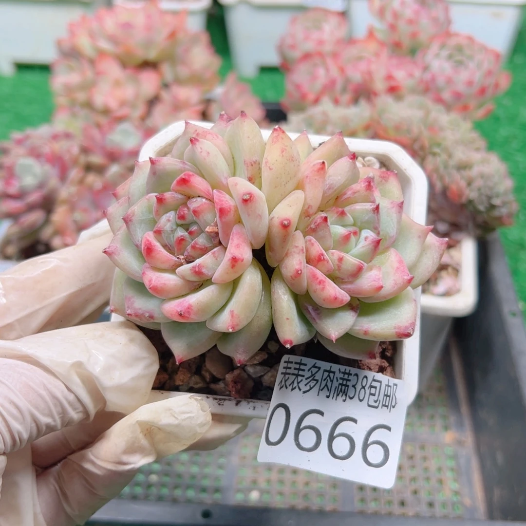 无花朵多肉一物＿拍植物0666