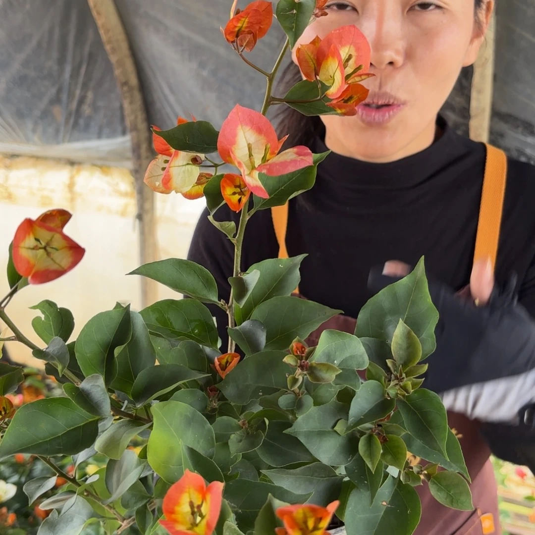 全部花苞（凤凰）三角梅会掉花掉叶会光杆有大有小