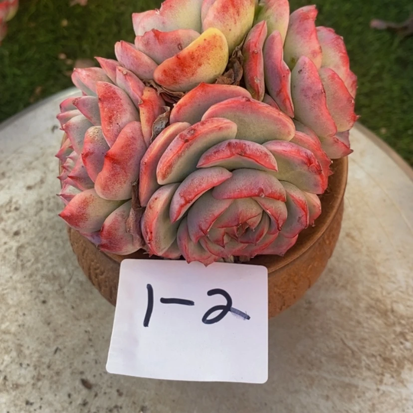 【闪购商品】心*多肉植物