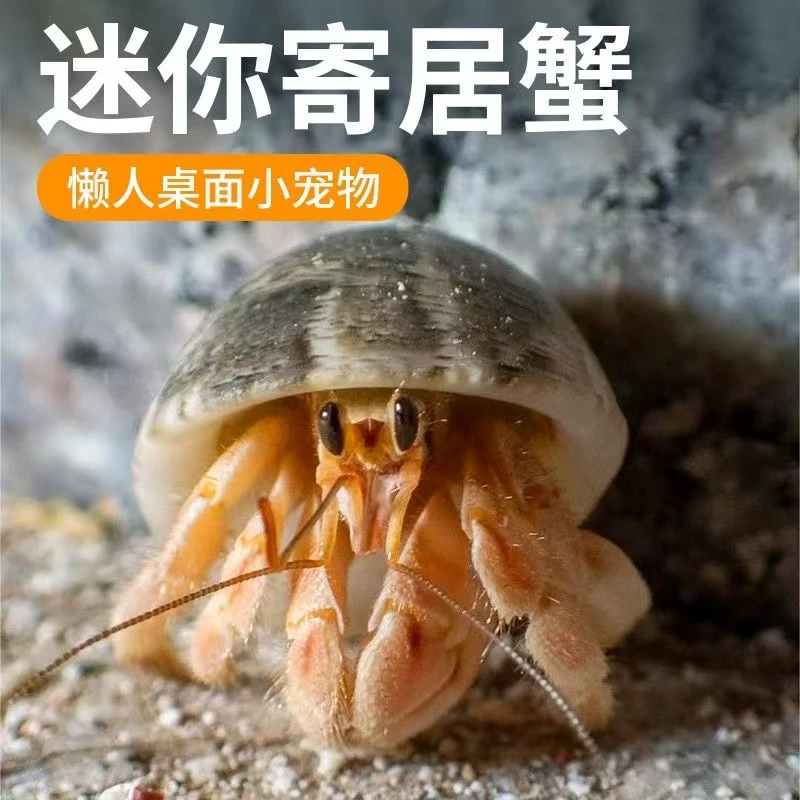 直播间拍蟹~~~哇塞
