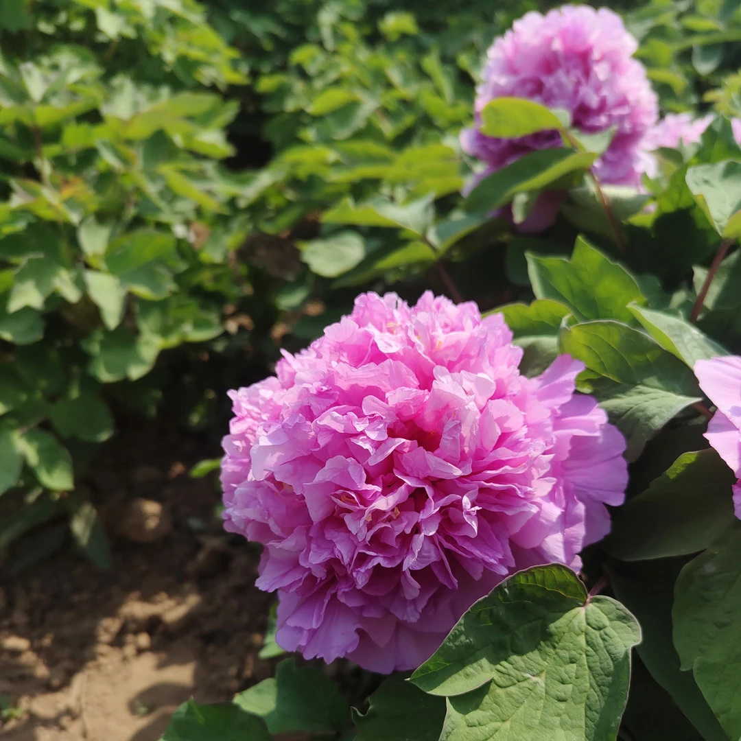 菏泽观赏牡丹彩绘先发牡丹用品秋季裸根发苗