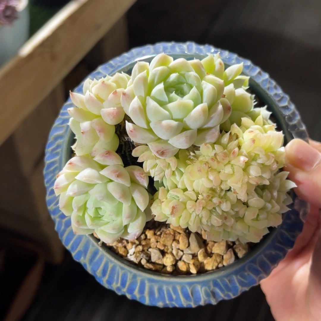 白月影朵朵缀 一物一拍不支持退换