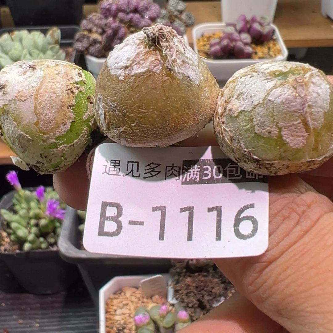 多肉植物1111111111111