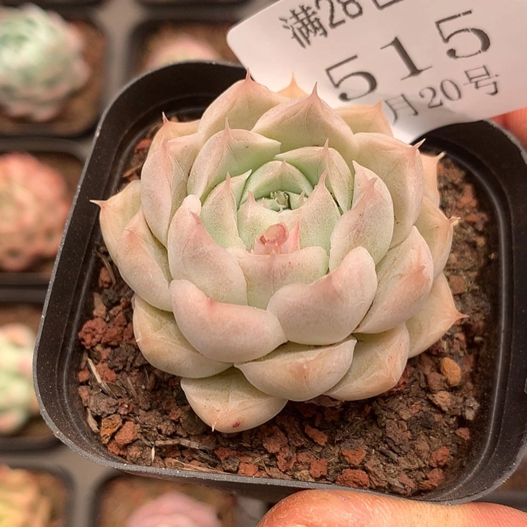 【闪购商品】云515