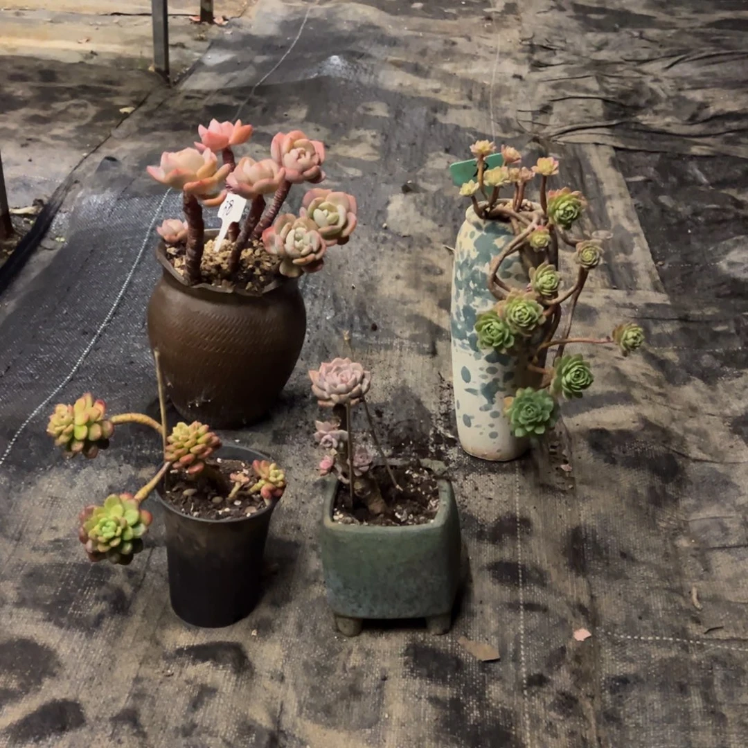 露养老桩脱土裸根四颗小肉不售后