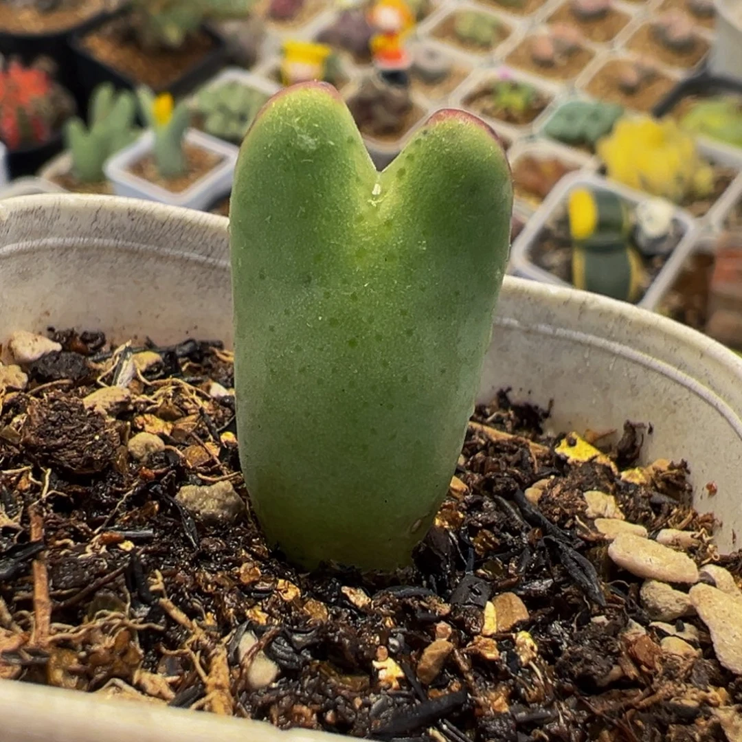 052多肉植物种类和