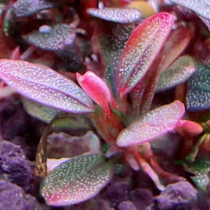 福利84号福利价植物一头（梅花➕私绿）