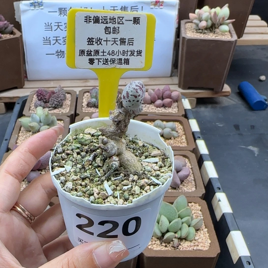 米*儿220蛇皮多肉植物多