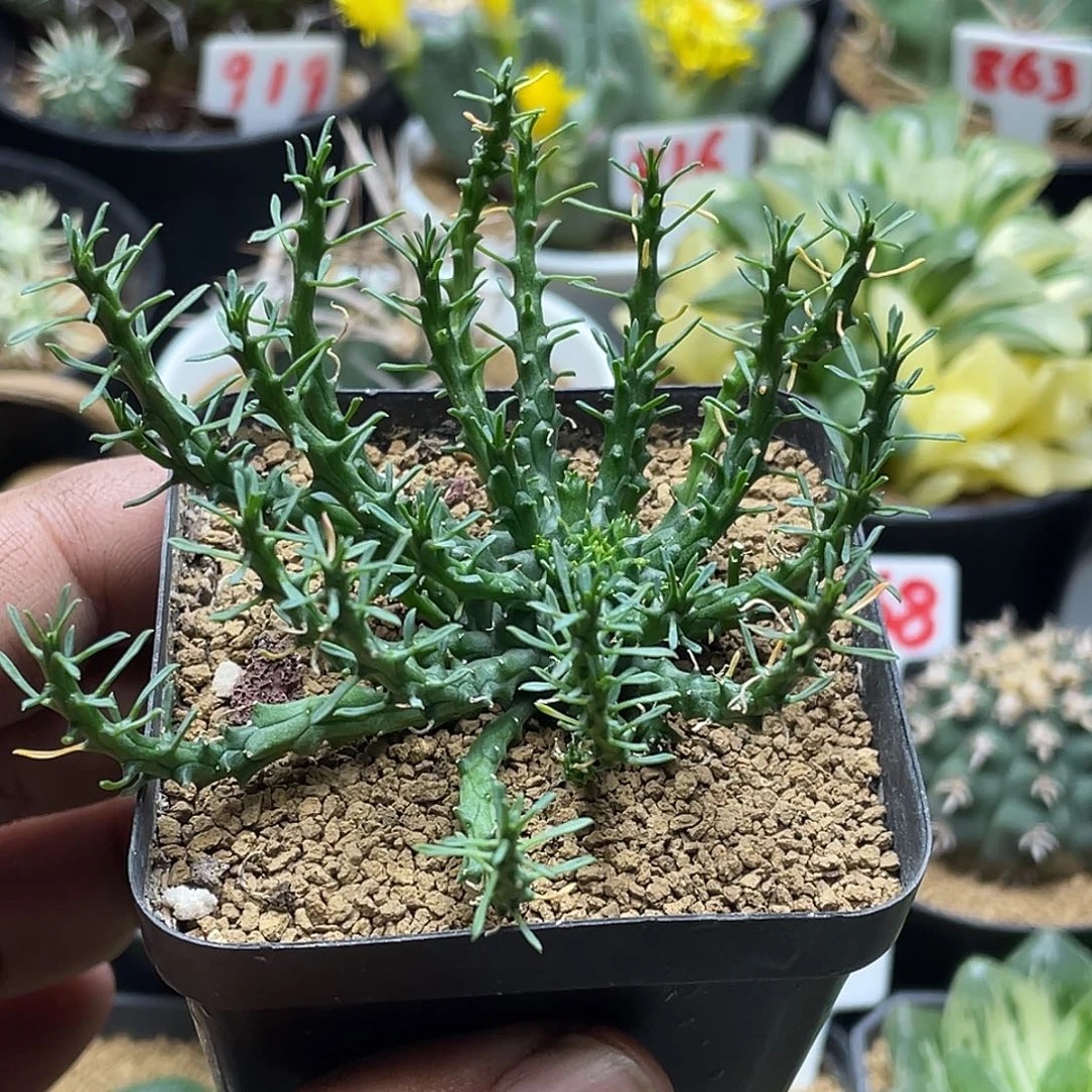 实生孔雀丸大戟 带盆土包邮