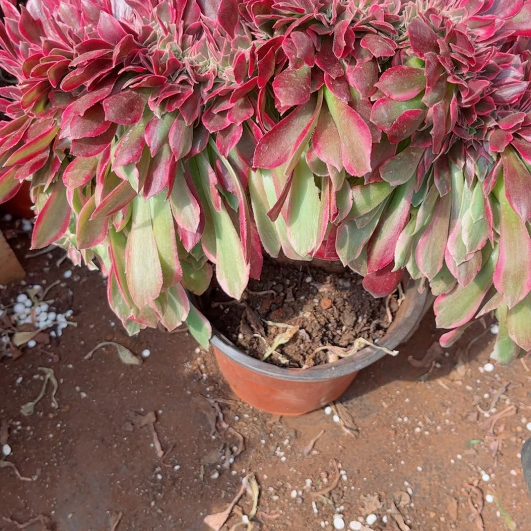 多肉植物471女郎